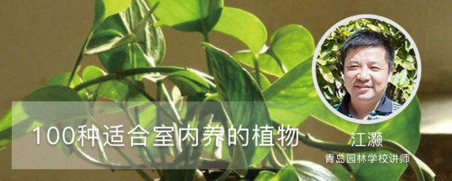 100种适合室内养的植物