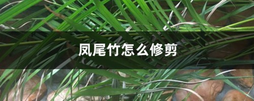 凤尾竹怎么修剪